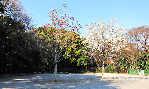 公園