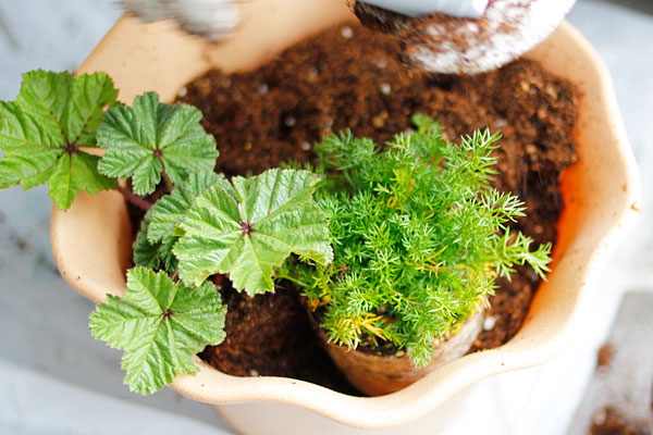 ハーブ苗を鉢に植える