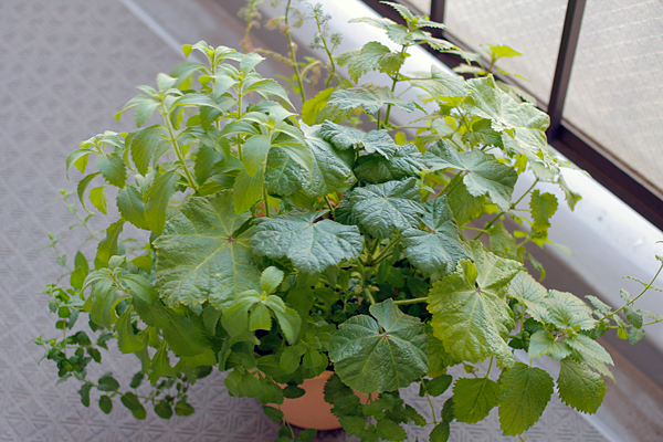 ハーブの寄せ植え2カ月後