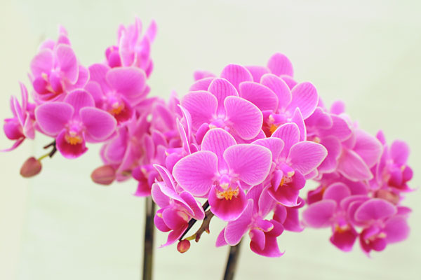 ミディ胡蝶蘭の花