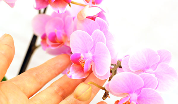 胡蝶蘭ココロの花