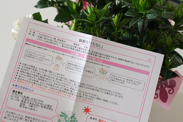 くちなしの鉢植えの栽培説明書