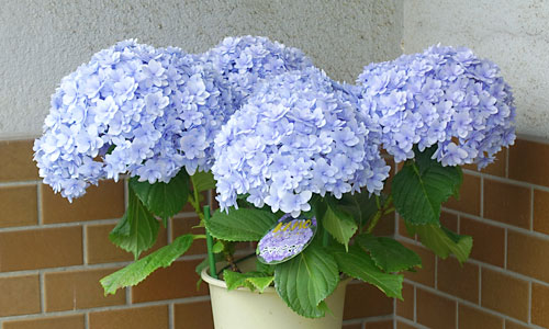 母の日ギフトの紫陽花　てまりてまり（ブルー）