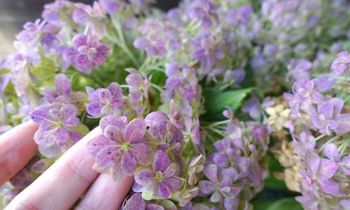 母の日ギフトの紫陽花　てまりてまり（ブルー）の色変わり