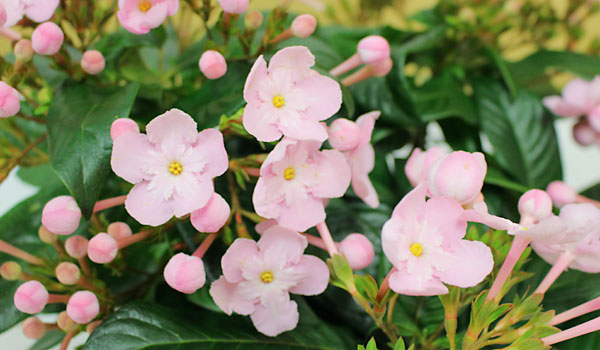 におい桜