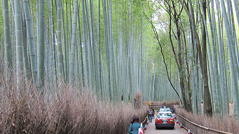 竹林の道