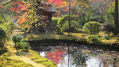 庭の池