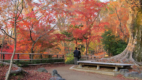 紅葉