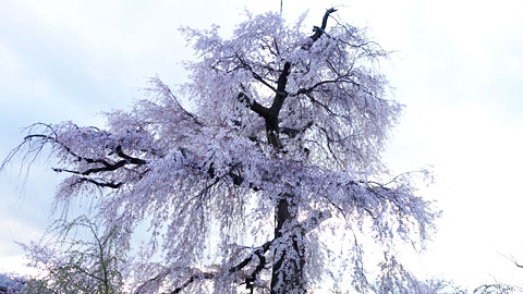 八坂の桜