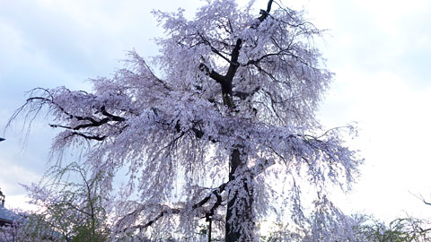 円山公園のしだれ桜