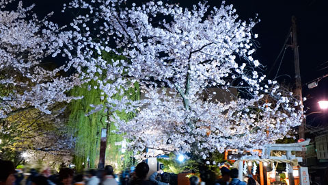 白川南通りの桜