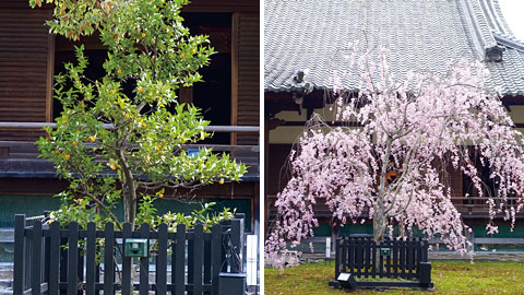 橘と桜