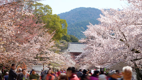 醍醐寺前