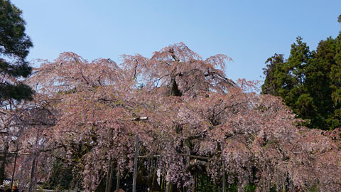 しだれ桜