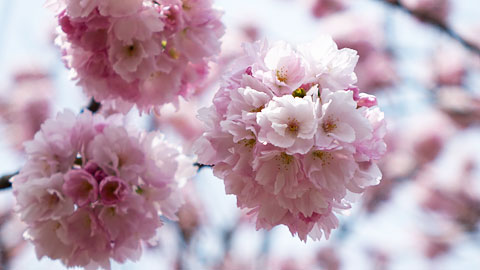 八重桜