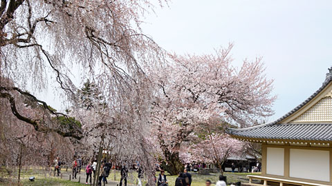 しだれ桜